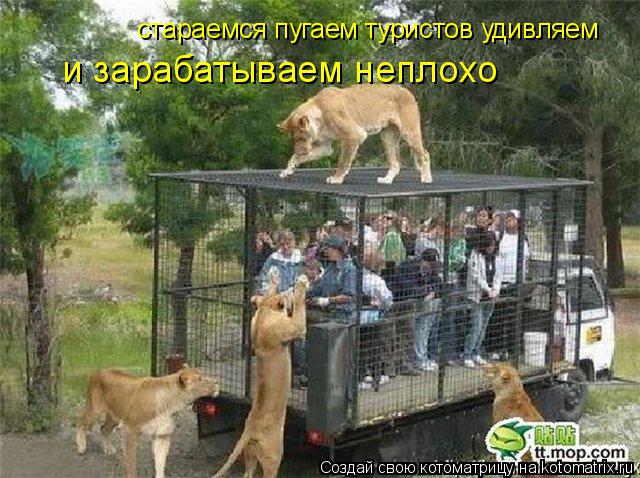 Котоматрица: стараемся пугаем туристов удивляем и зарабатываем неплохо
