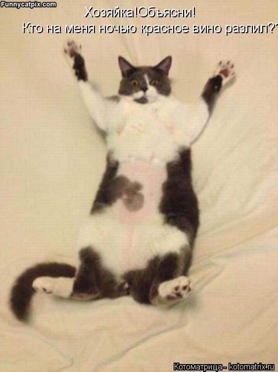 Котоматрица: Хозяйка!Объясни! Кто на меня ночью красное вино разлил???!!!