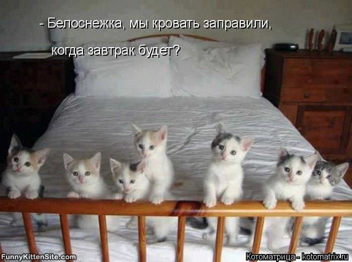 - Белоснежка, мы кровать заправили, когда завтрак будет?... Котоматрица: - Белоснежка, мы кровать заправили, когда завтрак будет?