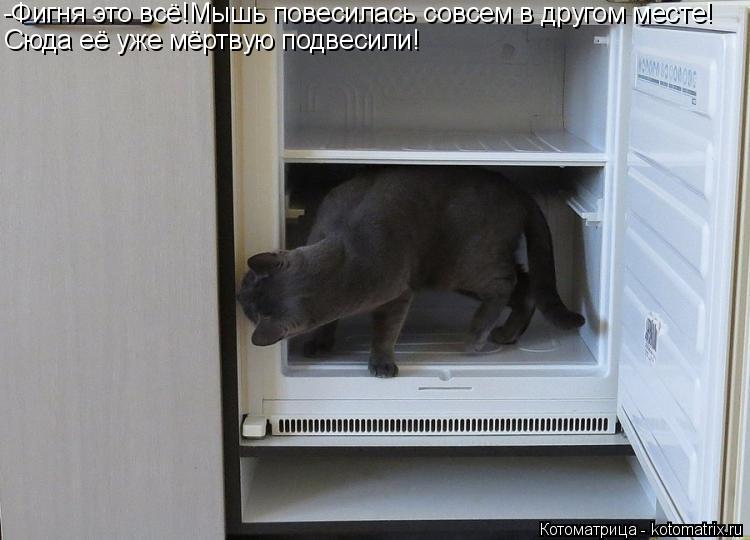 Котоматрица: -Фигня это всё!Мышь повесилась совсем в другом месте! Сюда её уже мёртвую подвесили!