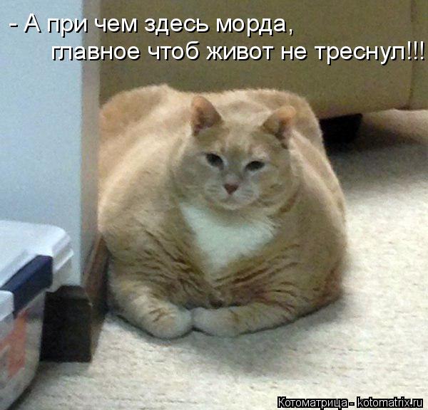 Котоматрица: - А при чем здесь морда, главное чтоб живот не треснул!!!