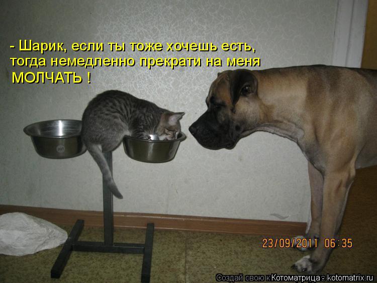 Котоматрица: МОЛЧАТЬ ! тогда немедленно прекрати на меня - Шарик, если ты тоже хочешь есть,
