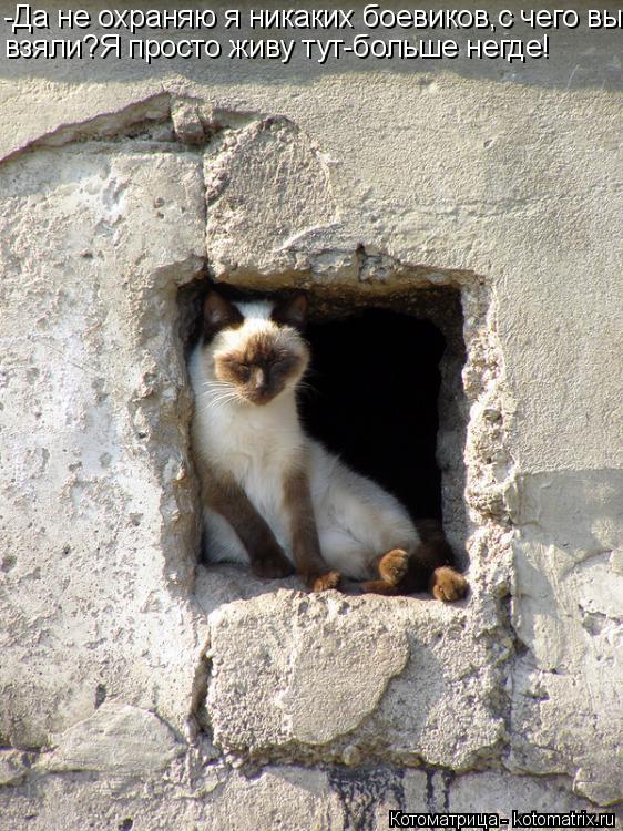 Котоматрица: -Да не охраняю я никаких боевиков,с чего вы взяли?Я просто живу тут-больше негде!