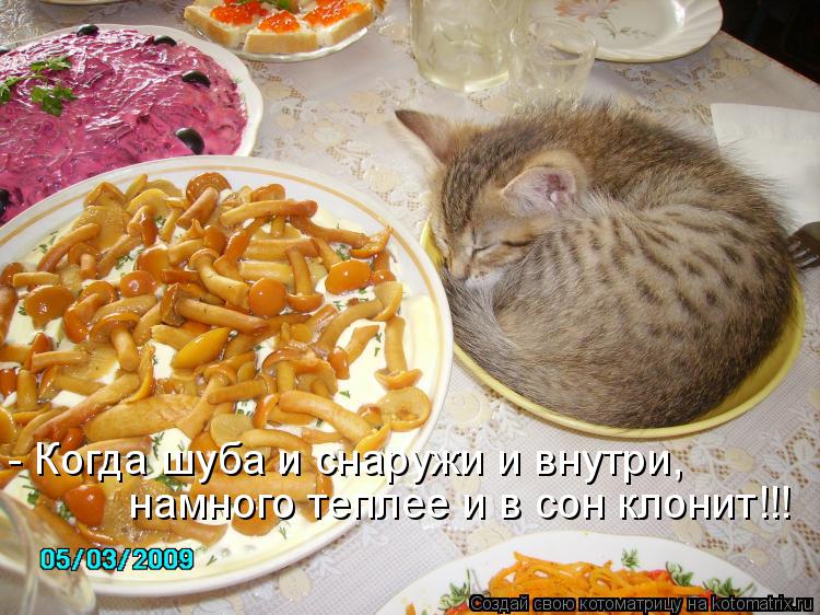 Котоматрица: - Когда шуба и снаружи и внутри, намного теплее и в сон клонит!!!
