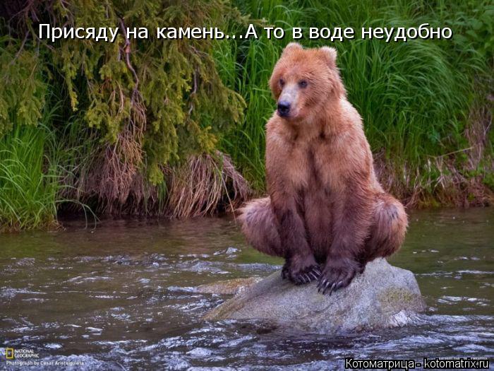 Котоматрица: Присяду на камень...А то в воде неудобно