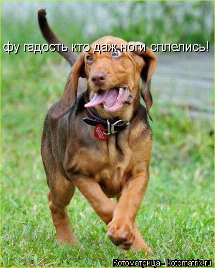 фу гадость кто даж ноги сплелись!... Котоматрица: фу гадость кто даж ноги сплелись!