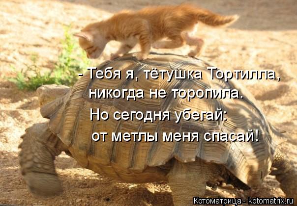 Котоматрица: - Тебя я, тётушка Тортилла, никогда не торопила. Но сегодня убегай: от метлы меня спасай!