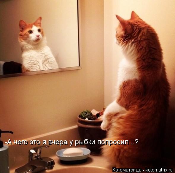 Котоматрица: -А чего это я вчера у рыбки попросил ..?