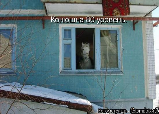 Котоматрица: Конюшна 80 уровень.