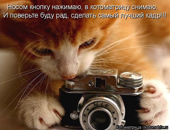 Котоматрица: Носом кнопку нажимаю, в котоматрицу снимаю.  И поверьте буду рад, сделать самый лучший кадр!!!