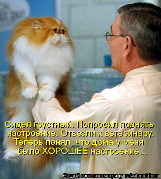 Котоматрица: Сидел грустный. Попросил поднять настроение. Отвезли к ветеринару. Теперь понял, что дома у меня было ХОРОШЕЕ настроение...
