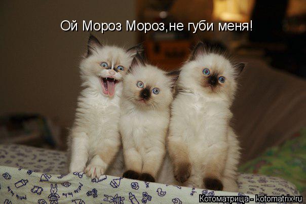 Ой Мороз Мороз,не губи меня!... Котоматрица: Ой Мороз Мороз,не губи меня!