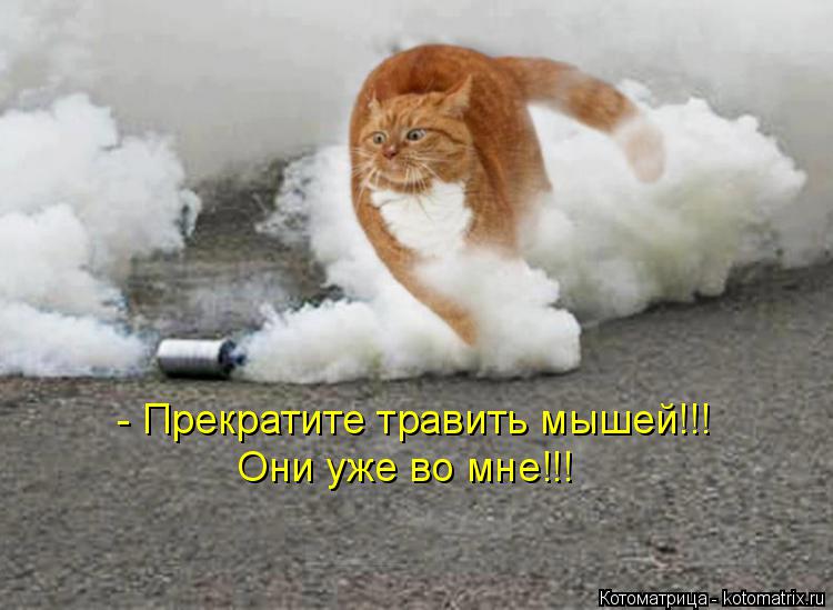 Котоматрица: - Прекратите травить мышей!!! Они уже во мне!!!