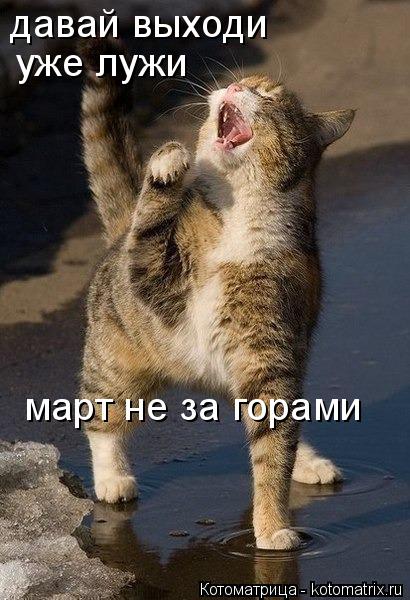 Котоматрица: давай выходи уже лужи март не за горами