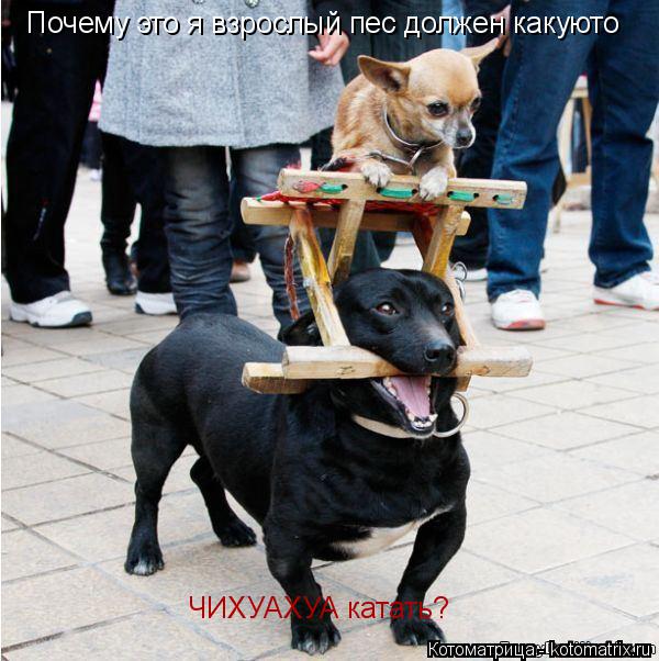 Котоматрица: Почему это я взрослый пес должен какуюто ЧИХУАХУА катать?