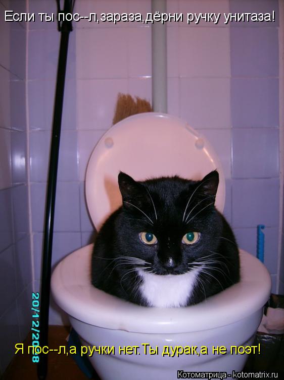 Котоматрица: Если ты пос--л,зараза,дёрни ручку унитаза! Я пос--л,а ручки нет.Ты дурак,а не поэт!