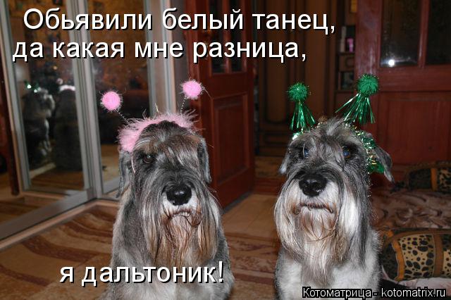 Котоматрица: Обьявили белый танец, да какая мне разница, я дальтоник!