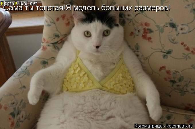 Котоматрица: -Сама ты толстая!Я модель больших размеров!