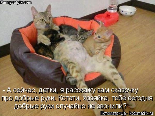 Котоматрица: - А сейчас, детки, я расскажу вам сказочку  про добрые руки. Кстати, хозяйка, тебе сегодня добрые руки случайно не звонили?