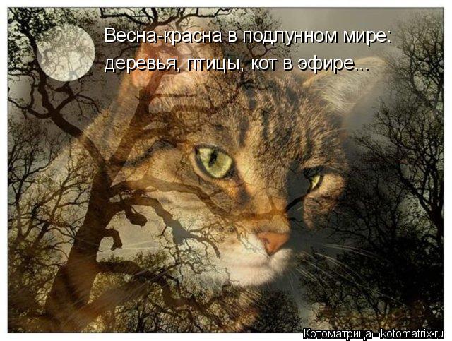 Весна-красна в подлунном мире: деревья, птицы, кот в эфире...... Котоматрица: Весна-красна в подлунном мире: деревья, птицы, кот в эфире...