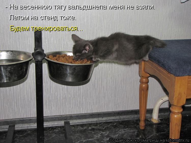 - На весеннюю тягу вальдшнепа меня не взяли. Летом на стенд тоже. Будем тренироваться...... Котоматрица: - На весеннюю тягу вальдшнепа меня не взяли. Летом на стенд тоже. Будем тренироваться...