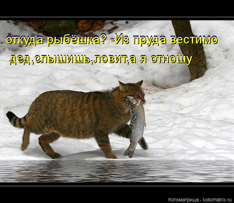 Котоматрица: откуда рыбёшка? -Из пруда вестимо откуда рыбёшка? -Из пруда вестимо дед,слышишь,ловит,а я отношу дед,слышишь,ловит,а я отношу