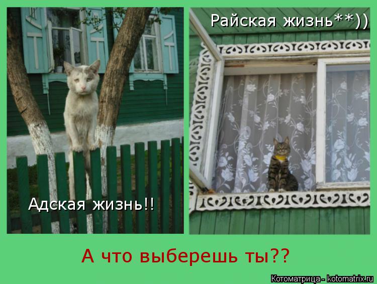 Котоматрица: Адская жизнь!! Райская жизнь**)) А что выберешь ты??