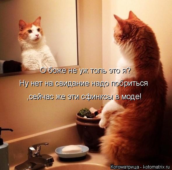 Котоматрица: О боже не уж толь это я?  Ну нет на свидание надо побриться ,сейчас же эти сфинксы в моде!  О боже не уж толь это я?  ,сейчас же эти сфинксы в моде