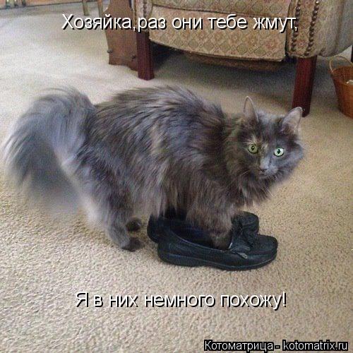 Хозяйка,раз они тебе жмут, Я в них немного похожу!... Котоматрица: Хозяйка,раз они тебе жмут, Я в них немного похожу!