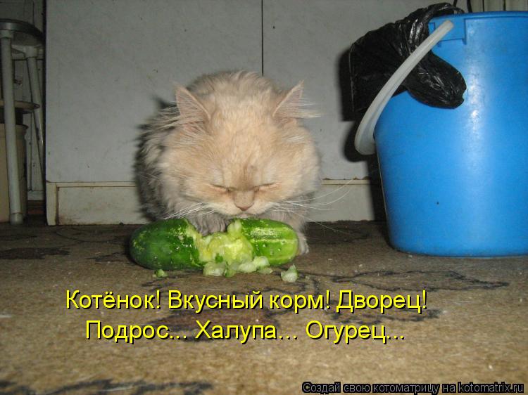 Котоматрица: Котёнок! Вкусный корм! Дворец! Подрос... Халупа... Огурец...