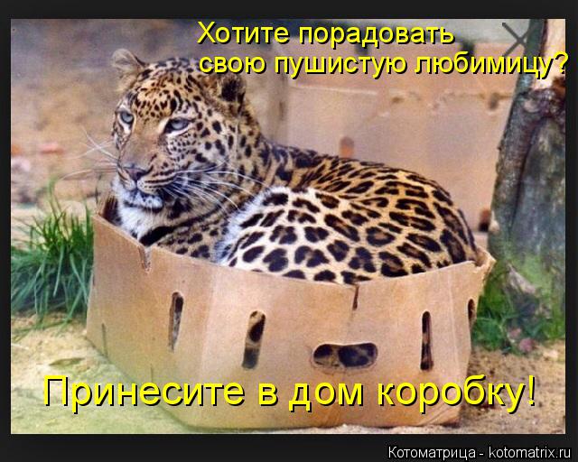 Котоматрица: Хотите порадовать свою пушистую любимицу? Принесите в дом коробку!
