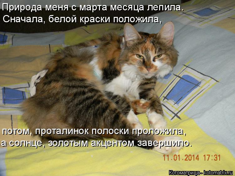 Котоматрица: Природа меня с марта месяца лепила. Сначала, белой краски положила, потом, проталинок полоски проложила, а солнце, золотым акцентом заверши