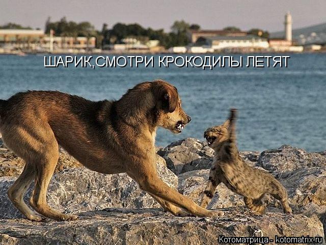 Котоматрица: ШАРИК,СМОТРИ КРОКОДИЛЫ ЛЕТЯТ