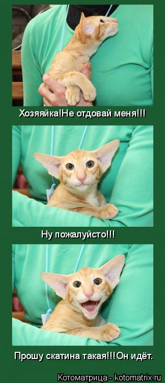 Хозяяйка!Не отдовай меня!!! Ну пожалуйсто!!! Прошу скатина такая!!!Он идёт.... Котоматрица: Хозяяйка!Не отдовай меня!!! Ну пожалуйсто!!! Прошу скатина такая!!!Он идёт.
