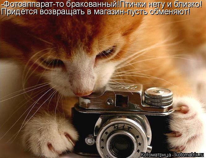 Котоматрица: -Фотоаппарат-то бракованный!Птички нету и близко! Придётся возвращать в магазин-пусть обменяют!