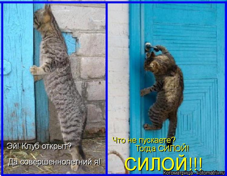 Котоматрица: Эй! Клуб открыт? Да совершеннолетний я! Что не пускаете? Тогда СИЛОЙ! СИЛОЙ!!!