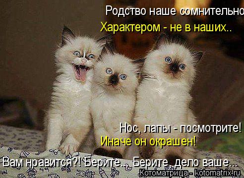 Котоматрица: Родство наше сомнительно. Характером - не в наших.. Нос, лапы - посмотрите! Иначе он окрашен! Вам нравится?! Берите... Берите, дело ваше...