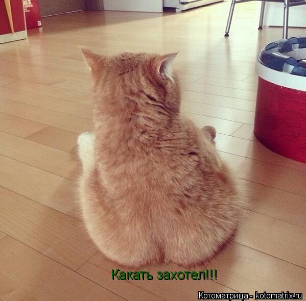 Какать захотел!!!... Котоматрица: Какать захотел!!!