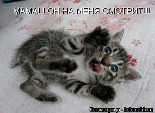 МАМА!!! ОН НА МЕНЯ СМОТРИТ!!!... Котоматрица: МАМА!!! ОН НА МЕНЯ СМОТРИТ!!!