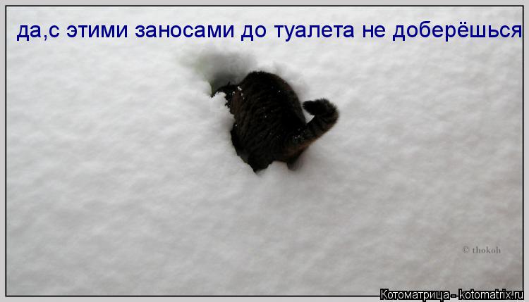 Котоматрица: да,с этими заносами до туалета не доберёшься