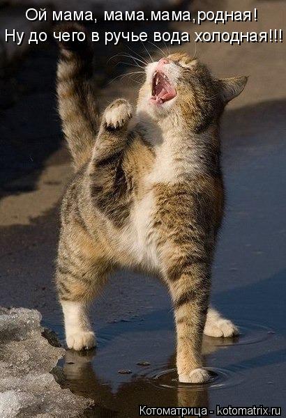 Котоматрица: Ой мама, мама.мама,родная! Ну до чего в ручье вода холодная!!!