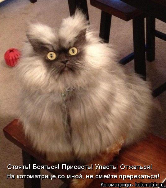 Котоматрица: На котоматрице со мной, не смейте пререкаться! Стоять! Бояться! Присесть! Упасть! Отжаться!