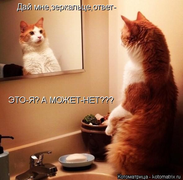 Дай мне,зеркальце,ответ- ЭТО-Я? А МОЖЕТ-НЕТ???... Котоматрица: Дай мне,зеркальце,ответ- ЭТО-Я? А МОЖЕТ-НЕТ???