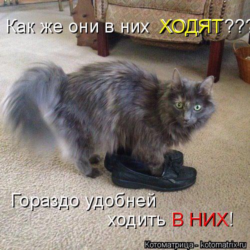 Котоматрица: Как же они в них  ХОДЯТ??? ходить В НИХ! В НИХ Гораздо удобней ХОДЯТ