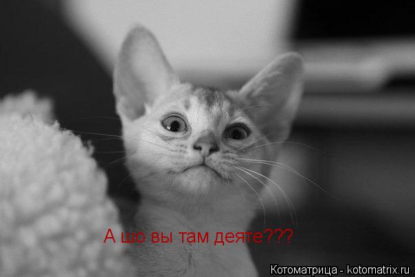 А шо вы там деяте???... Котоматрица: А шо вы там деяте???