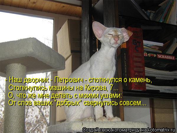 Котоматрица: - Наш дворник - Петрович - споткнулся о камень, Столкнулись машины на Кирова, 7... О, что же мне делать с моими ушами: От слов ваших "добрых" сверн