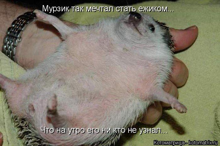 Мурзик так мечтал стать ежиком... Что на утро его ни кто не узнал...... Котоматрица: Мурзик так мечтал стать ежиком... Что на утро его ни кто не узнал...