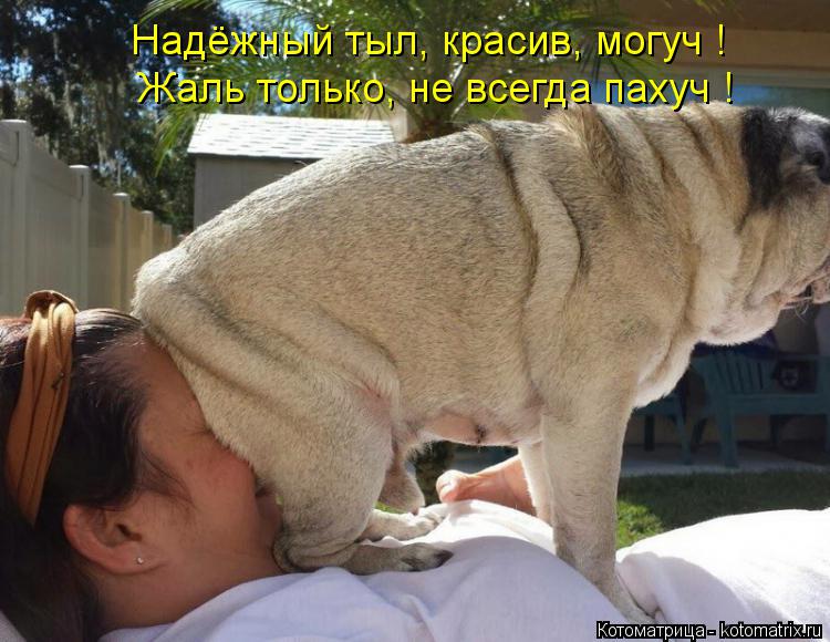 Котоматрица: Надёжный тыл, красив, могуч ! Жаль только, не всегда пахуч !