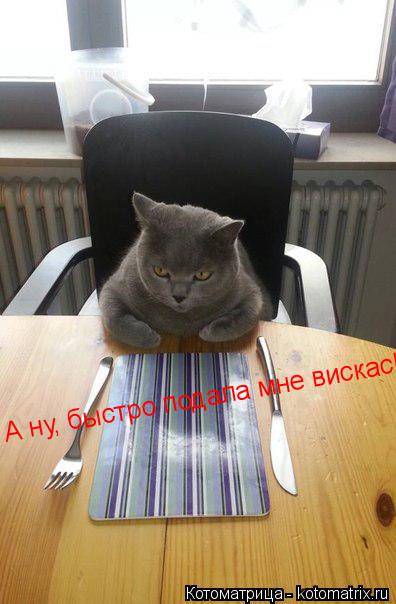 Котоматрица: А ну, быстро подала мне вискас!!