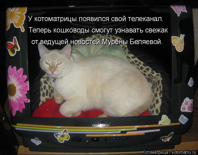 У котоматрицы появился свой телеканал. Теперь кошководы смогут узнавать свежак от ведущей новостей Му... Котоматрица: У котоматрицы появился свой телеканал. Теперь кошководы смогут узнавать свежак от ведущей новостей Мурёны Беляевой.